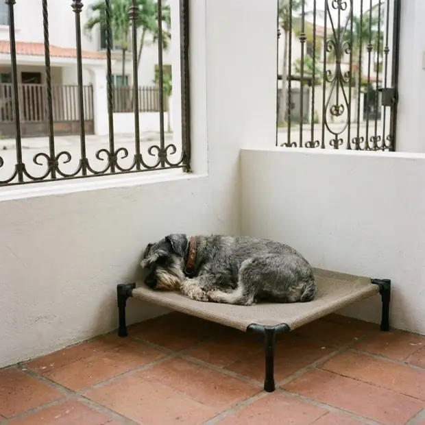 Perro tumbado boca arriba sobre una manta, relajado, en Manalia