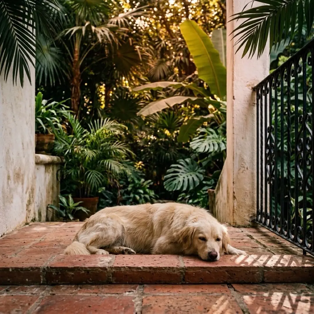 Perro dormido a la sombra en el patio