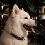 Eduardo’s dog