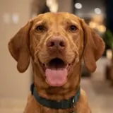 Alfredo’s dog