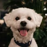 Mari’s dog