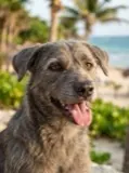 Ariadna’s dog